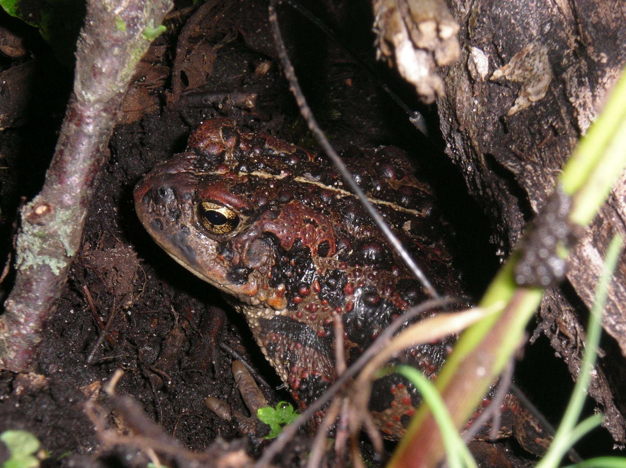 16   Pasture   female2 2006 06 28